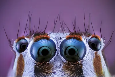 У паука много глаз, 1024x768