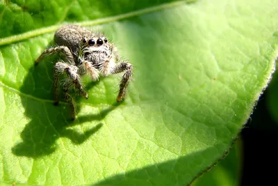 Ответы Mail.ru: Почему у пауков 8 глаз? Это же уродство, куда смотрит  эволюция?