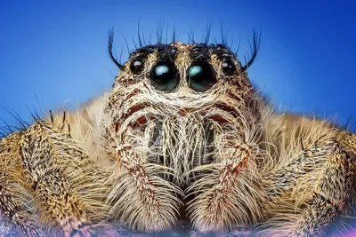 Скачать 1920x1200 паук, глаза, волосатый, красивый обои, картинки