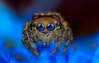 Серия макро-фотографий позволит рассмотреть глубину глаз паука - Photar.ru