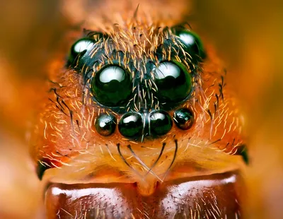 Сколько глаз у паука?