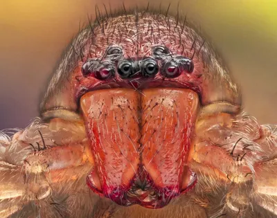 Глаза паука стоковое фото. изображение насчитывающей волчок - 48742130