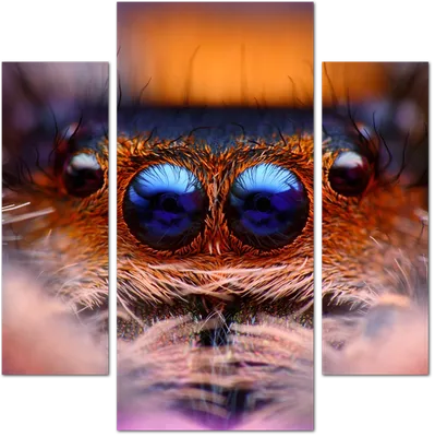 Глаза паука: макросъемка. 📷 Javier... - TechInsider Russia | Facebook