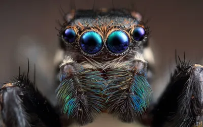 страшные глаза паука волка трохоса террикола закрывает макро фото Стоковое  Фото - изображение насчитывающей фото, природа: 245397396