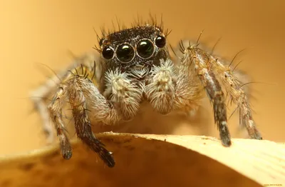 naturesciencee - Сколько глаз, столько ног - это паучог! У тех пауков, кто  не плетет сети, а охотится активно, глаза развиты гораздо лучше. Два  основных глаза могут двигаться в разные стороны, фокусируясь