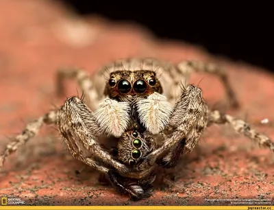 Глаза паука яркие переливающиеся» — создано в Шедевруме