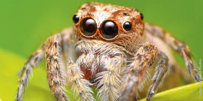 Сколько глаз у пауков? | ВКонтакте