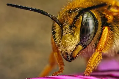 Сколько глаз у пчел? | Пасека 2.0 | Дзен