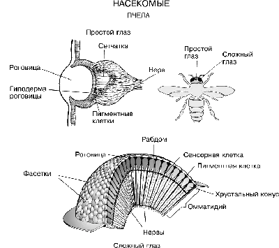 Сколько глаз у пчелы?