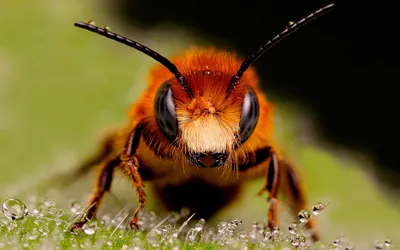 Глаза пчелы - 70 фото