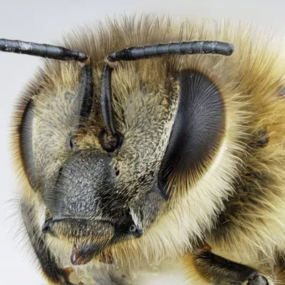 Скачать 1680x1050 пчела, насекомое, глаза, поверхность, капли обои,  картинки 16:10