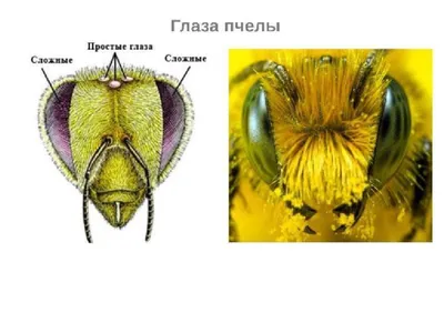 Макросъëмка глаза пчелы, крупным …» — создано в Шедевруме
