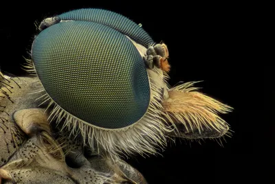 Глаза пчелы фото фото