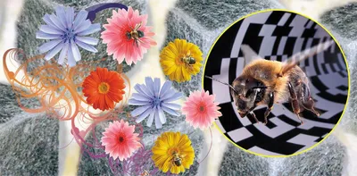 Пчела Макрос Насекомое - Бесплатное фото на Pixabay - Pixabay