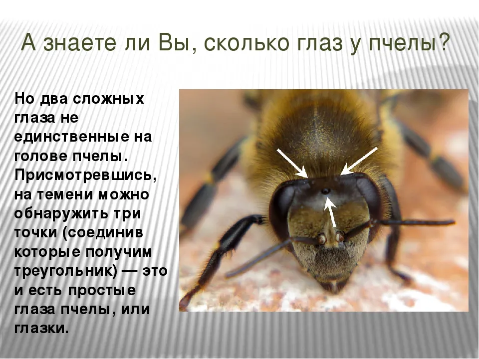 Глаза насекомых имеют. Сколько глаз у пчелы. Строение глаза пчелы. Пять глаз у пчелы. Строение глаз насекомых.