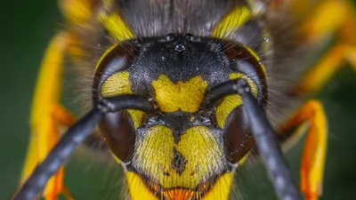 У пчелы 5 глаз - насекомые-инопланетяне различают цвета иначе (немногие об  этом догадываются) | Не гуглится | Дзен