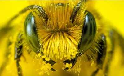Глаза пчелы - 75 фото