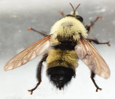 Пчелы в глазах? Избежание глазных повреждений от грязи, мусора и насекомых  | Украинский офтальмологический портал