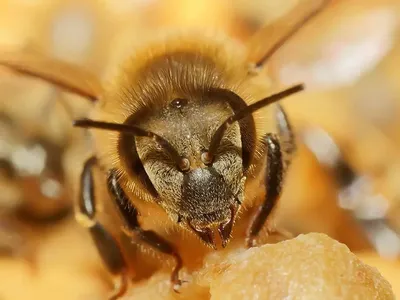 Какие цвета нравятся пчёлам, а какие они избегают? Анализ поведения пчел на  основе их зрения | Пикабу