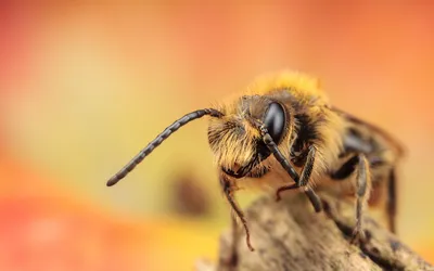 Смешной пучеглазый гибрид пчелы + …» — создано в Шедевруме