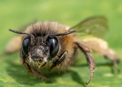 большие глаза милый дизайн маленькая пчела PNG , Большие глаза, прекрасный,  мед PNG картинки и пнг PSD рисунок для бесплатной загрузки