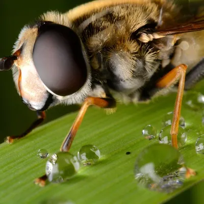 На Тайване из глаза женщины вытаскивали четырех живых пчел — Курьезы