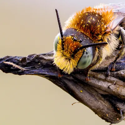Пчела Глаза - Бесплатное фото на Pixabay - Pixabay