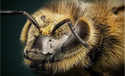 текстура глаза и мёда в нем и пчёлы Стоковое Фото - изображение  насчитывающей глаз, подача: 225963156