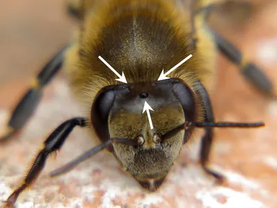 Глаза пчелы стоковое фото. изображение насчитывающей жуков - 27502280