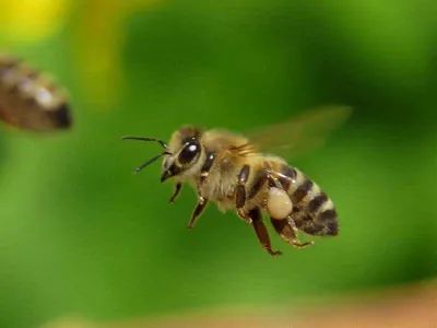 Скачать обои глаза, макро, насекомое, усики, пчела разрешение 2560x1600  #143806