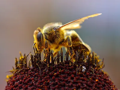 11 интересных фактов о пчёлах - Телеканал «О!»