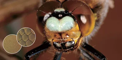 Медоносная Пчела С Гранеными Глазами — стоковые фотографии и другие  картинки Пчела - Пчела, Макрофотография, Животные в дикой природе - iStock