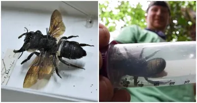 Медоносные пчёлы — 97 интересных фактов о насекомых