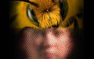 Зрение медоносных пчёл: сколько глаз у пчелы?