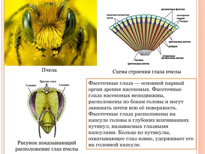 Жутковатая пчела Уоллеса (5 фото) » Невседома