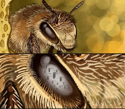 В то время как в макросе накормленныйся глаза пчел Стоковое Изображение -  изображение насчитывающей статьи, цветок: 191372785