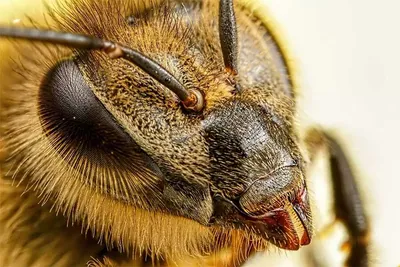 Осы и пчелы могут узнавать людей по лицу - Индикатор