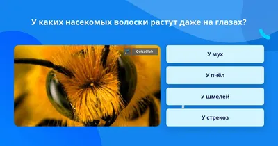 Антропоморфная пчела в вязаной кофте…» — создано в Шедевруме