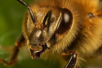 Забавные факты о пчёлах | ДАЧА 21ВЕКА | Дзен