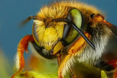 Рождение, жизнь и смерть европейской пчелы / Хабр