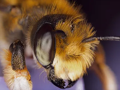 Глаза пчелы выглядят иначе стоковое изображение. изображение насчитывающей  различно - 164445499