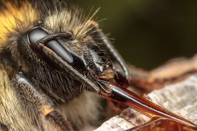 Рой безумных пчёл+большие глаза+…» — создано в Шедевруме