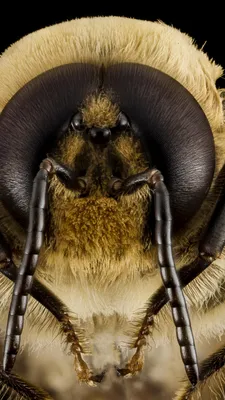Глаза пчелы - 95 фото