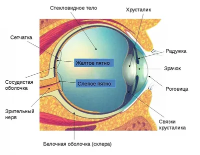 Что это такое? Слепое пятно — имеющаяся в каждом глазу область на сетчатке,  которая не чувствитель / глаз :: интересные факты :: слепое пятно / смешные  картинки и другие приколы: комиксы, гиф