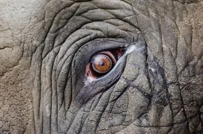 глаз слона нежный стоковое изображение. изображение насчитывающей слон -  14735191