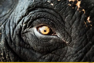 Глаз Слона — стоковые фотографии и другие картинки Слон - Толстокожие  животные - Слон - Толстокожие животные, Бровь, Всматриваться - iStock