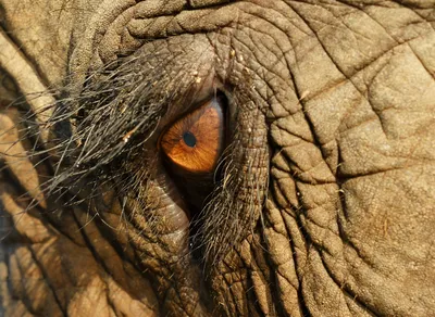 Глаза слона - картинки и фото poknok.art