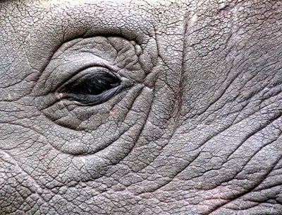 крупным планом изображение глаза слона, слон морда крупным планом, Hd  фотография фото фон картинки и Фото для бесплатной загрузки