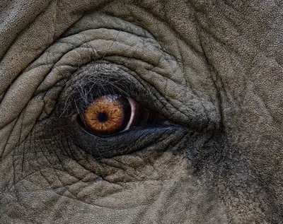 Слон Глаз Голова - Бесплатное фото на Pixabay - Pixabay