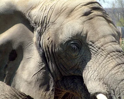 Глаз слона стоковое фото. изображение насчитывающей млекопитающее - 35534726